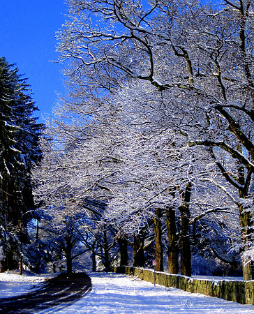 'First Snow' (Vertical) - Maudslay State Park - Newburyport, MA