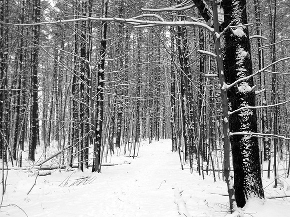 'Winter Trees' - Moseley Woods - Newburyport, MA