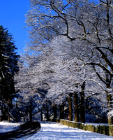 First Snow (Maudslay)