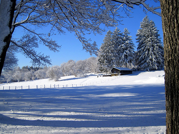 Winter Morning at Maudslay
