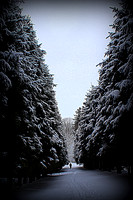 Among the Trees (Maudslay)