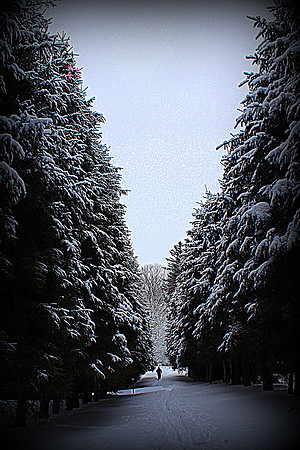 Among the Trees (Maudslay)