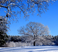Winter Maudslay Tree