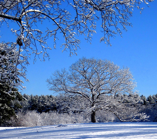 Winter Maudslay Tree
