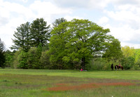 Maudslay Tree
