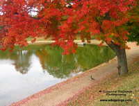 Fall Favorites