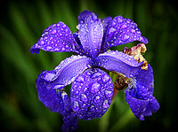'Incredible Iris'