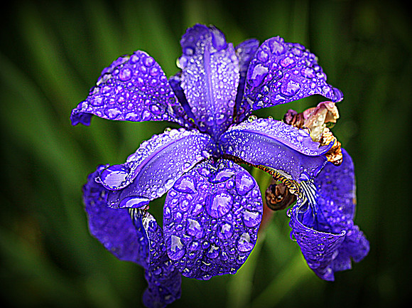 'Incredible Iris'