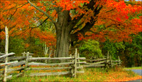 'Autumn Splendor' - West Newbury, MA