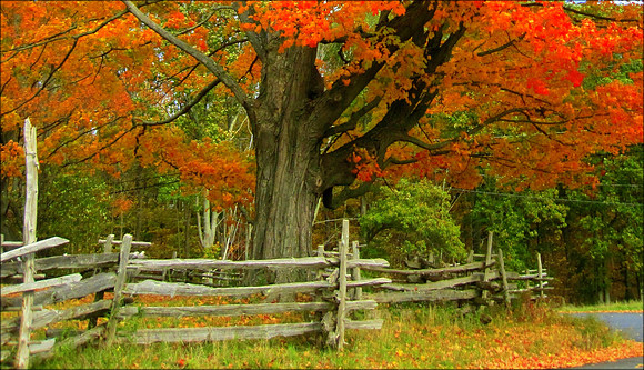 'Autumn Splendor' - West Newbury, MA