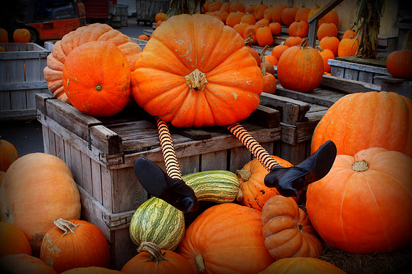 'Halloween Humor' - Applecrest Farm - Hampton Falls, NH