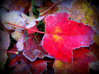 'Frozen Leaf'