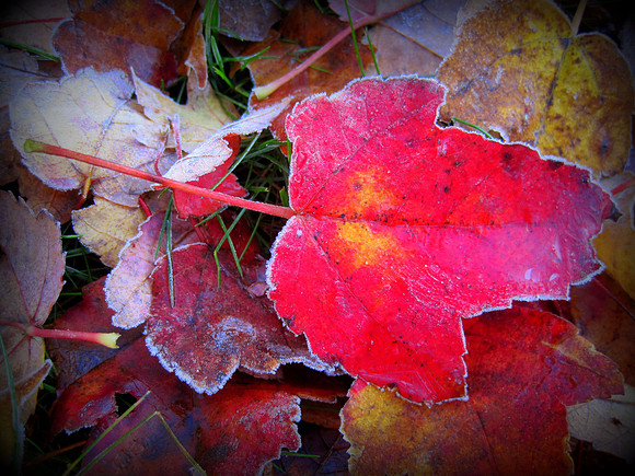 'Frozen Leaf'