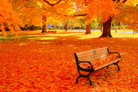 'Fall Bench' - Newburyport, MA
