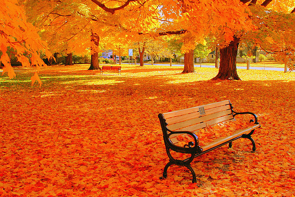 'Fall Bench' - Newburyport, MA