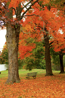 Autumn Trees - Amesbury, MA