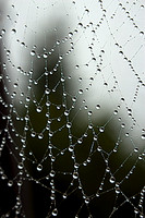 Spider's Web (Campobello Island, Canada)