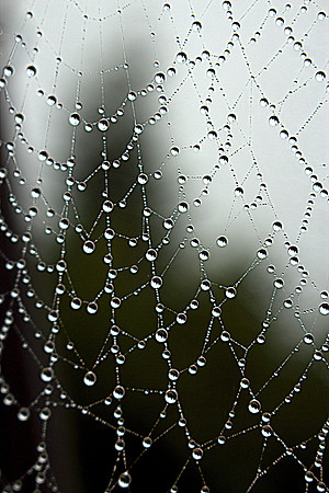 Spider's Web (Campobello Island, Canada)