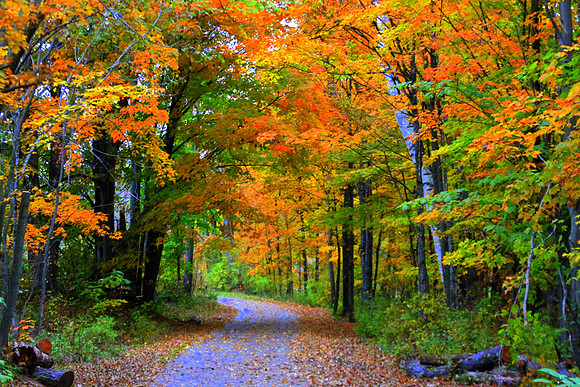 Fall Path