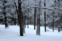'Winter Day at Maudslay' - Newburyport, MA