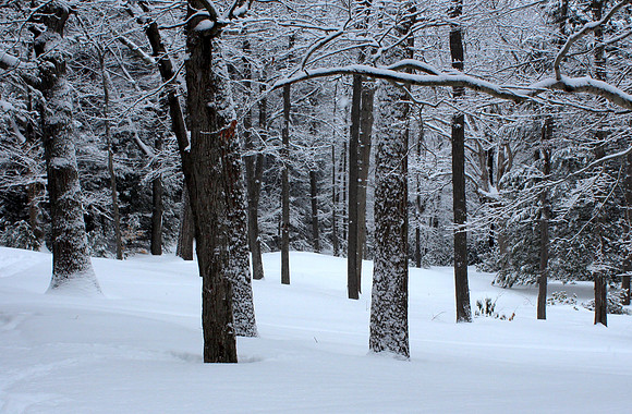 'Winter Day at Maudslay' - Newburyport, MA