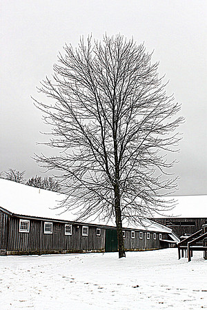 'Winter Tree and Barn' - East Kingston, NH